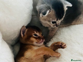 Abyssinian cats 🥇 5+ Gen World Champ🏆 1 chocolate boy left 🤎 - Advert 3