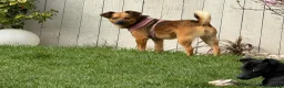 Mixed Breed dogs for adoption: Brandi in Dundee - Advert 4
