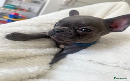 French Bulldog dogs for sale: REDUCED & READY TO LEAVE 1BOY LEFT French bulldog - Image 1