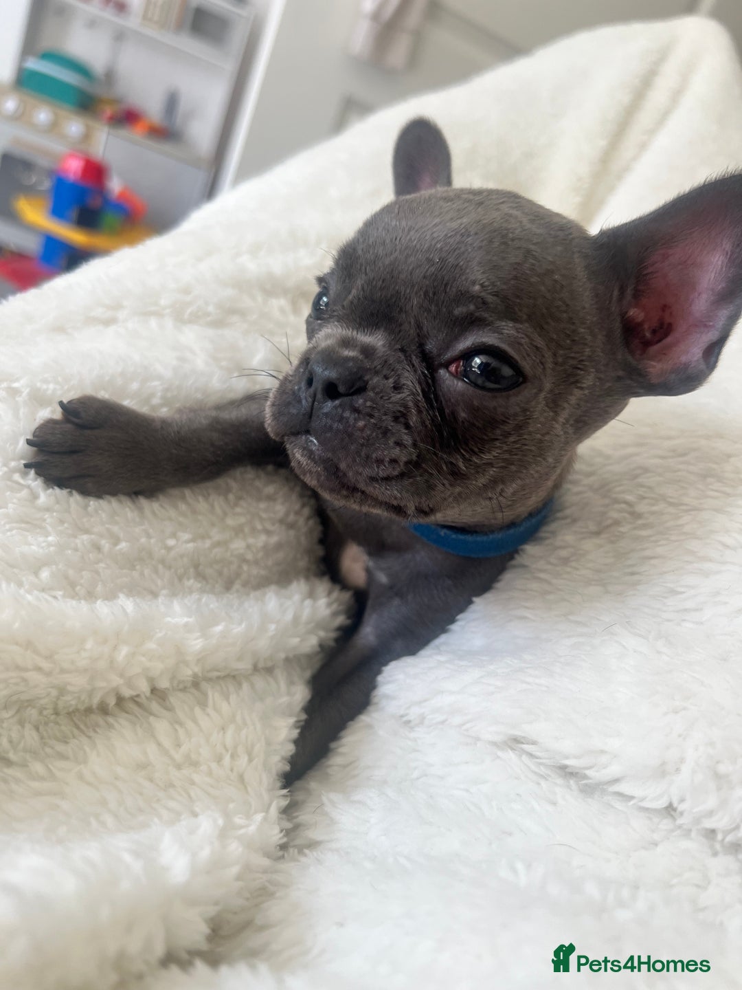 French Bulldog dogs for sale: REDUCED & READY TO LEAVE 1BOY LEFT French bulldog - Image 1