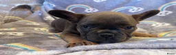 French Bulldog dogs for sale: Beautiful French Bulldog Puppies Fluffy Carriers - Advert 16