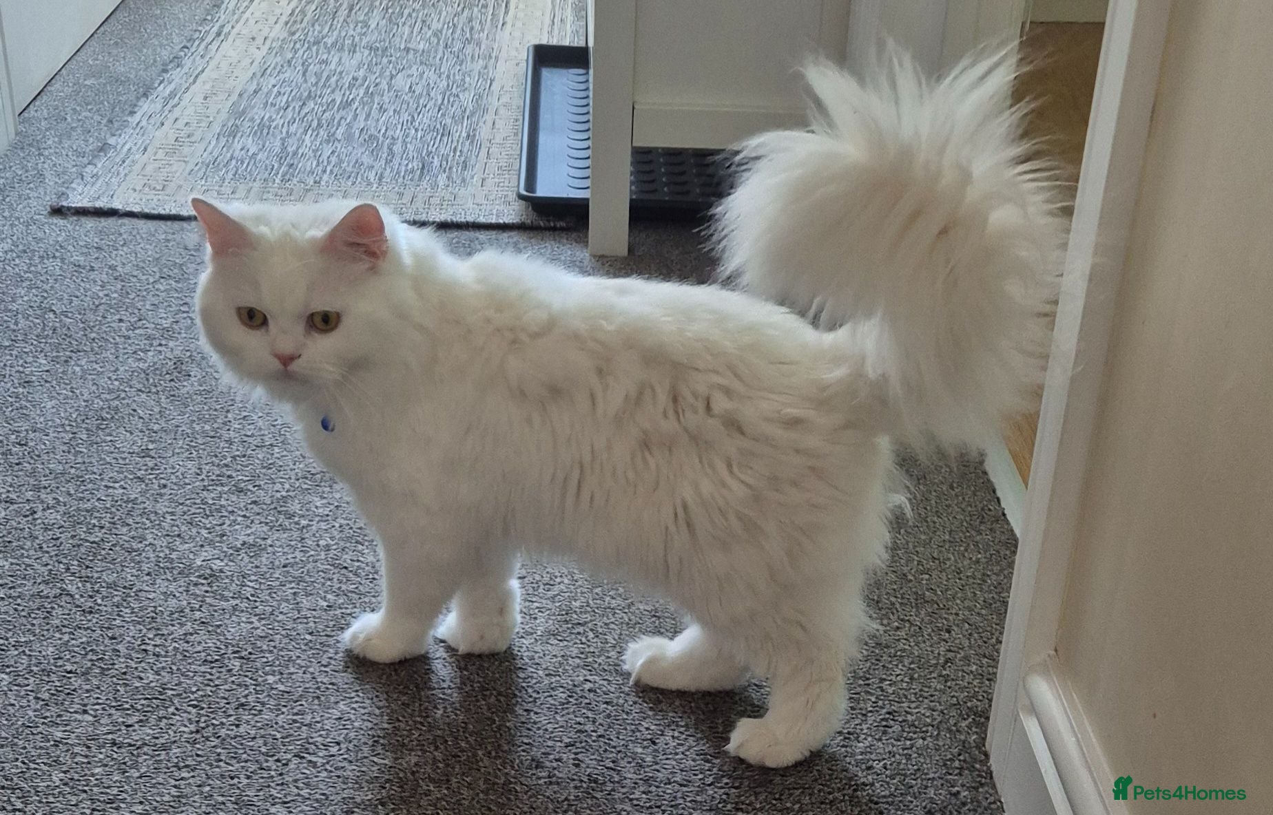 Persian cats Handsome White Persian Male Cat - Advert 1