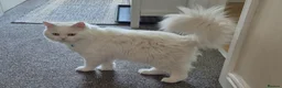 Persian cats for sale: Handsome White Persian Male Cat - Advert 1