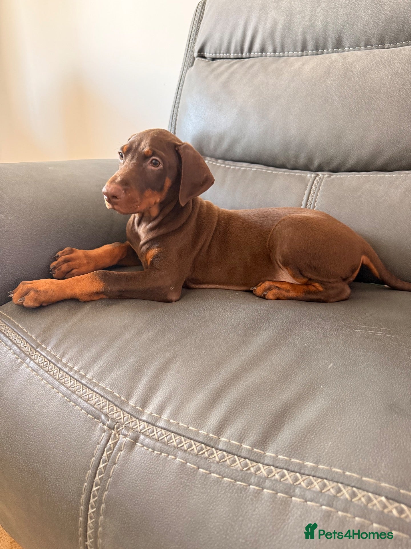 Dobermann dogs ⭐ READY NOW ⭐ 1 LEFT!! Doberman Puppies for sale  - Advert 6
