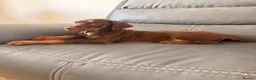 Dobermann dogs for sale: ⭐ READY NOW ⭐ 1 LEFT!! Doberman Puppies for sale  - Advert 1