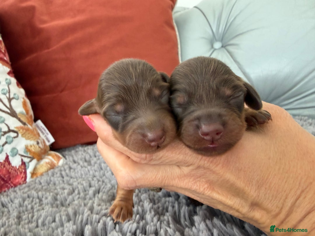 Miniature Dachshund dogs for sale: Long haired mini dachshund pups  - Image 15