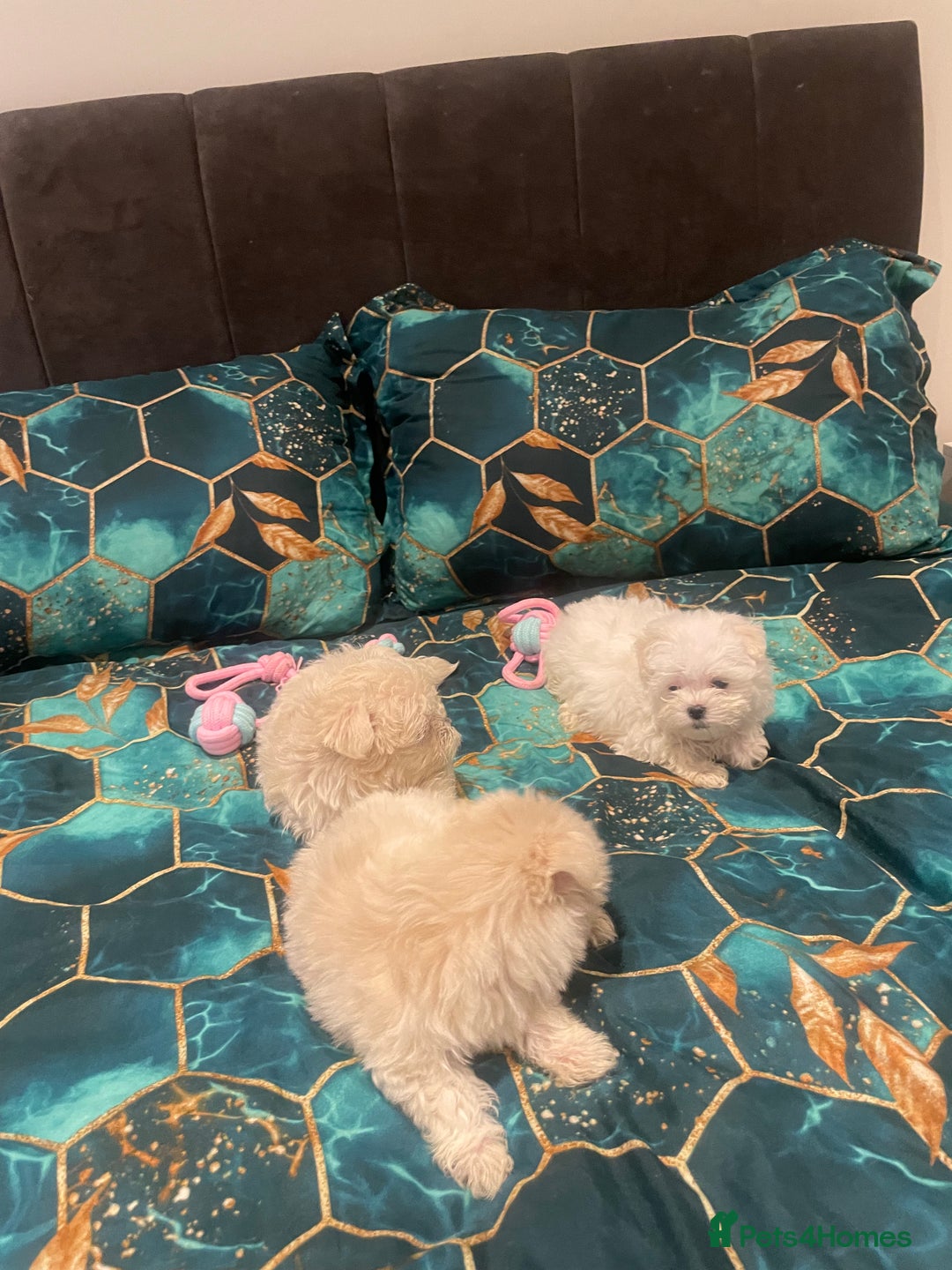 Maltese dogs for sale:  ✨ Special – Korean Maltese Puppies 🐾 - Advert 10