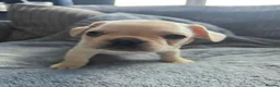 French Bulldog dogs for sale: French bulldog Puppies.  - Advert 32