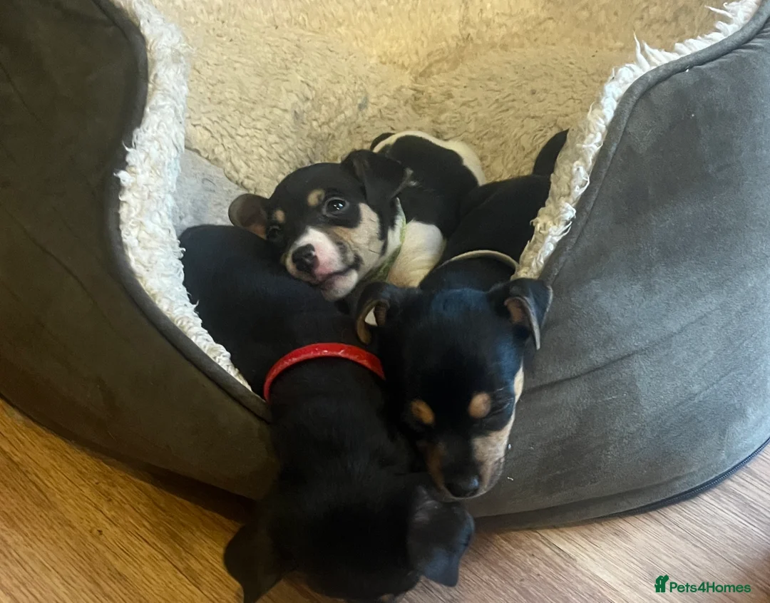 Jack Russell dogs for sale: Miniature rare natural bobtailed jack Russells - Advert 8