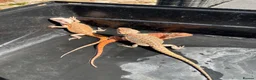 Bearded Dragon reptiles for sale: Bearded dragon babies red hypo  - Advert 9