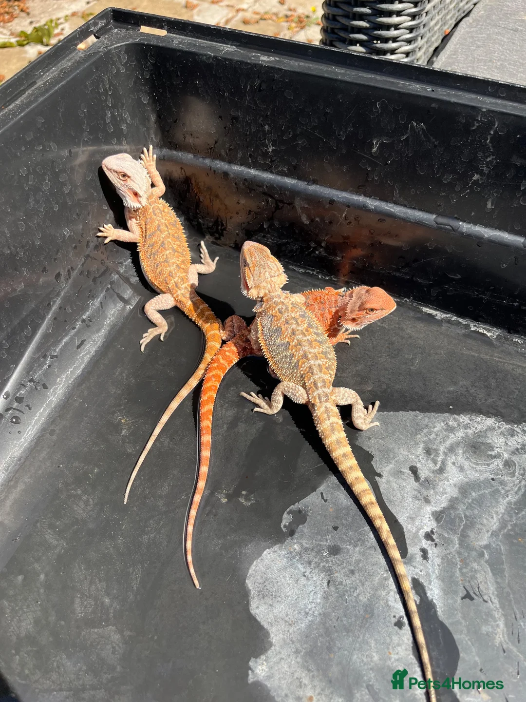 Bearded Dragon reptiles for sale: Bearded dragon babies red hypo  - Advert 9