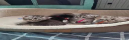 Maine Coon cats for sale: Maine coon kittens  - Advert 5