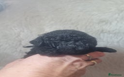 Standard Poodle dogs for sale: Exceptional Health Tested Puppies Due - Advert 6