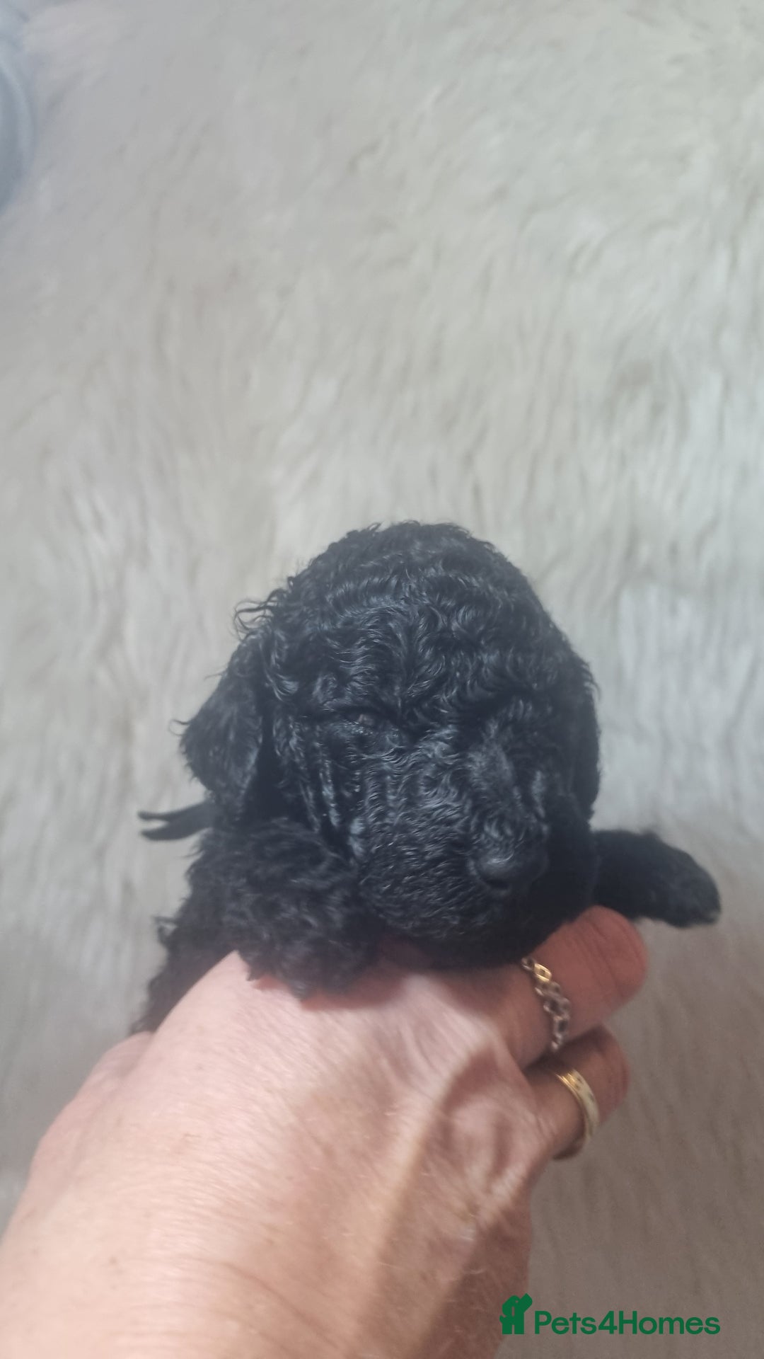 Standard Poodle dogs for sale: Exceptional Health Tested Puppies Due - Advert 6