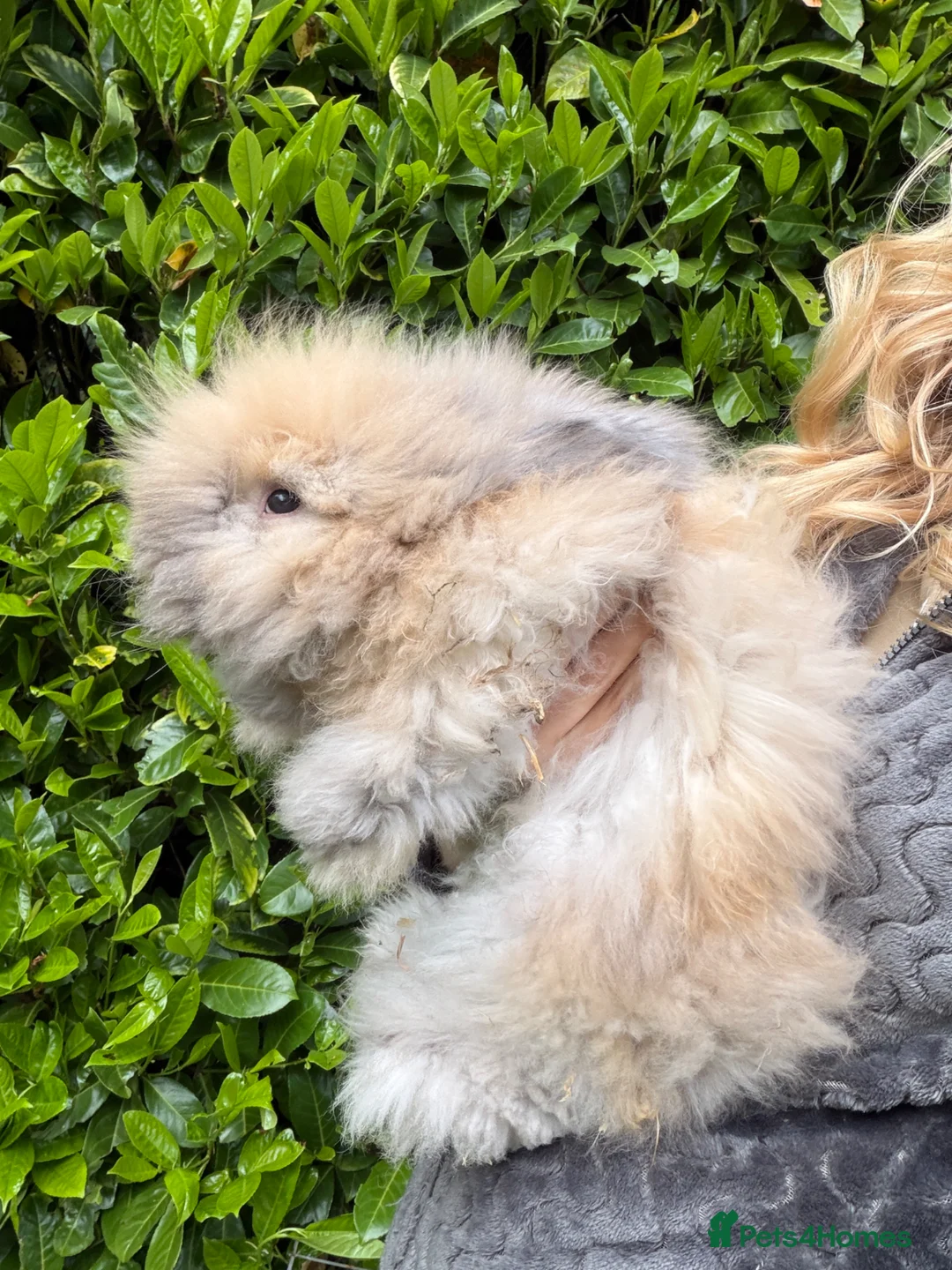 Angora rabbits for sale: Beautiful Gentle Angora Bunny Boys - Advert 2