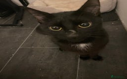 Domestic Shorthair cats for sale: Cute adorable kittens  - Image 4