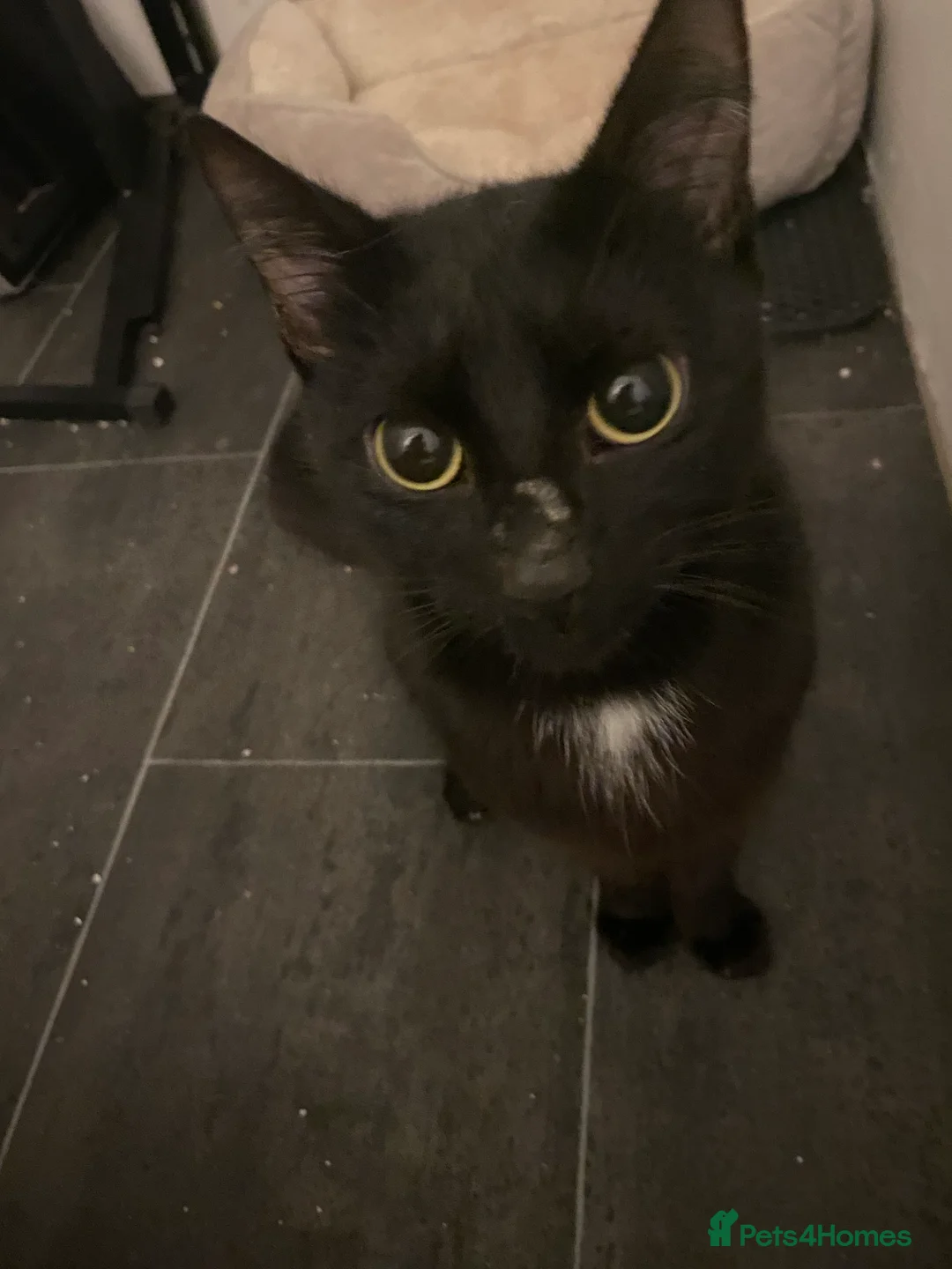 Domestic Shorthair cats for sale: Cute adorable kittens  - Advert 4