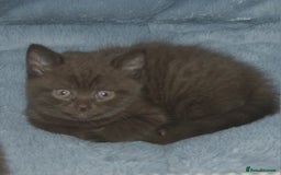 British Shorthair cats for sale: 🐾 British Shorthair Kittens Looking for Homes 🏡 - Image 4