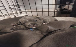Staffordshire Bull Terrier dogs for sale: Blue Staffordshire Bull Terrier 🐶 Puppies 🐶 - Image 30