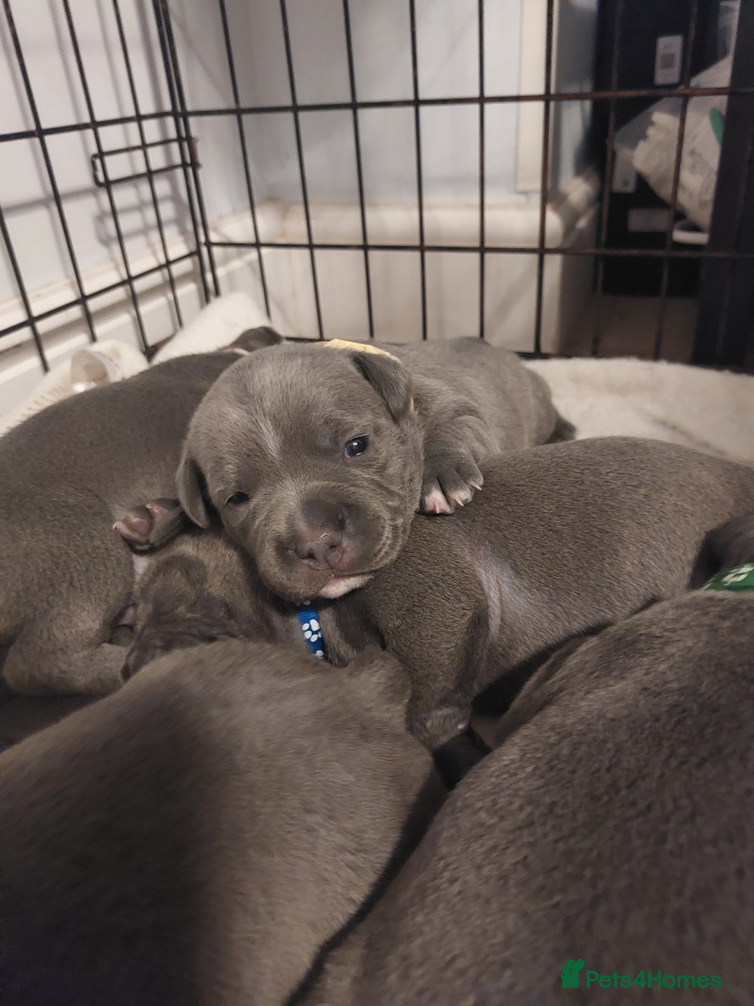 Staffordshire Bull Terrier dogs for sale: Blue Staffordshire Bull Terrier 🐶 Puppies 🐶 - Image 30