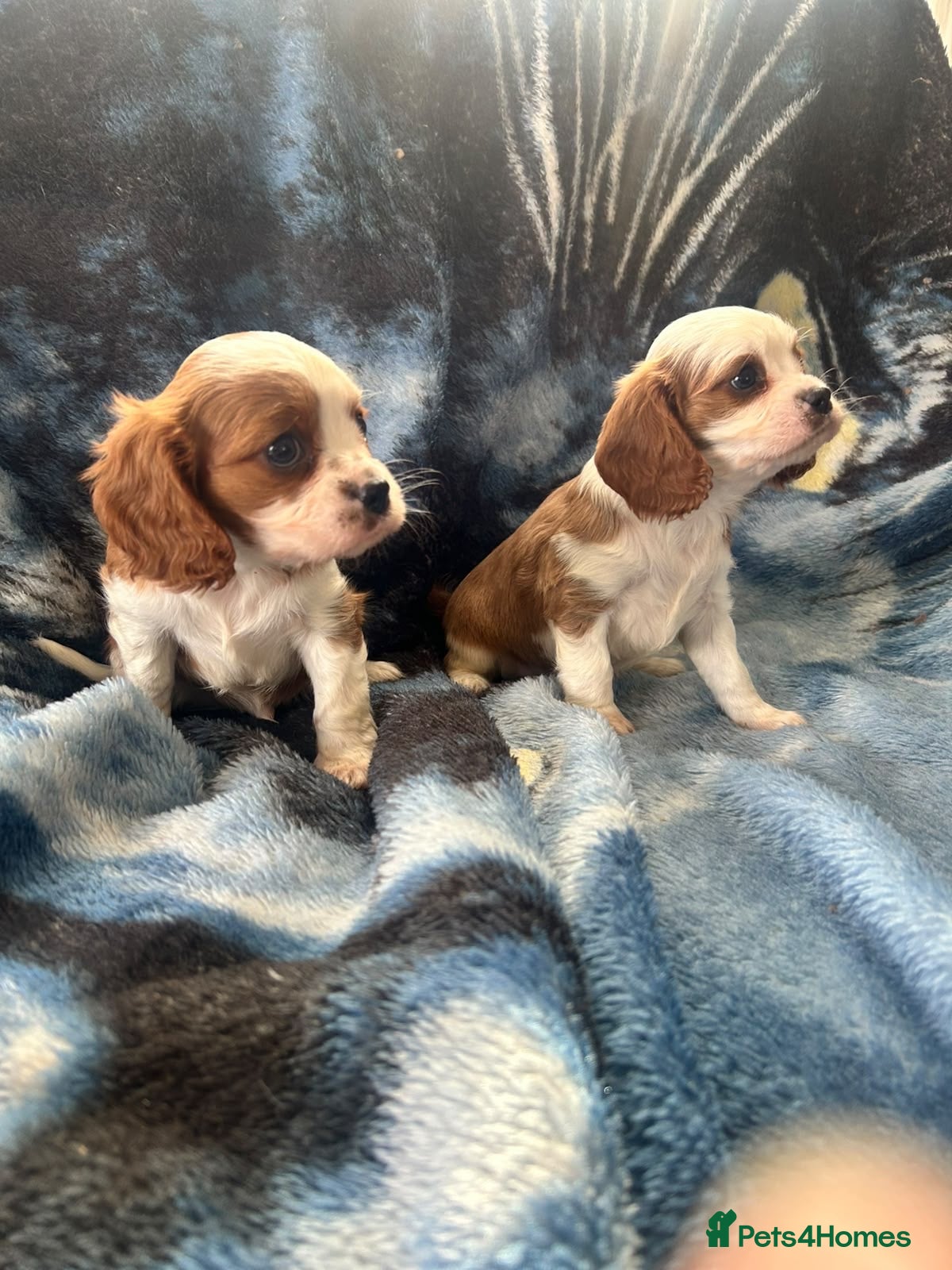 Cavalier King Charles Spaniel dogs Adorable King Charles pups - Advert 2