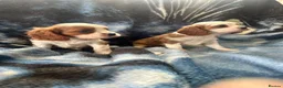 Cavalier King Charles Spaniel dogs for sale: Adorable King Charles pups - Advert 2