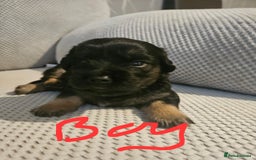 Mixed Breed dogs for sale: Beautiful dachshund/jug x terrier - Image 35