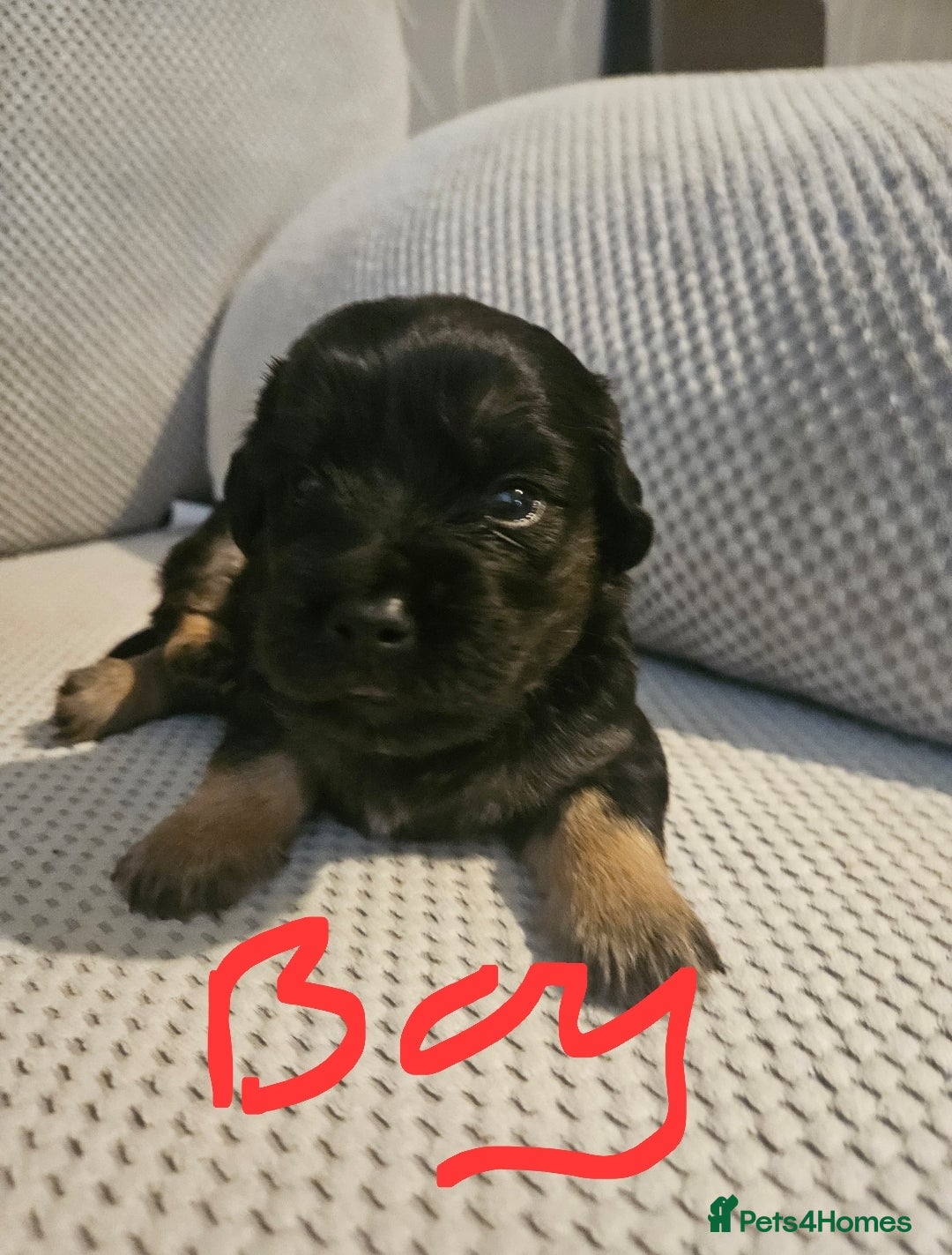 Mixed Breed dogs for sale: Beautiful dachshund/jug x terrier - Image 35