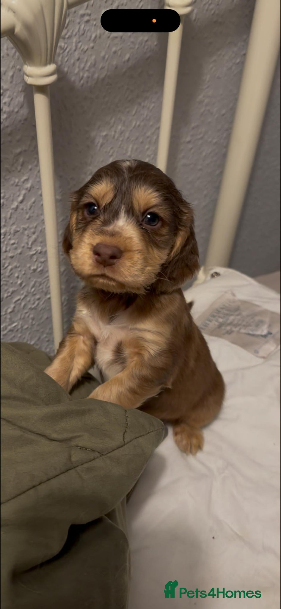 Cocker Spaniel dogs Cockerspaniel puppies - Advert 1