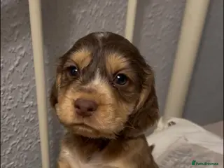 Cocker Spaniel dogs Cockerspaniel puppies - Advert 1