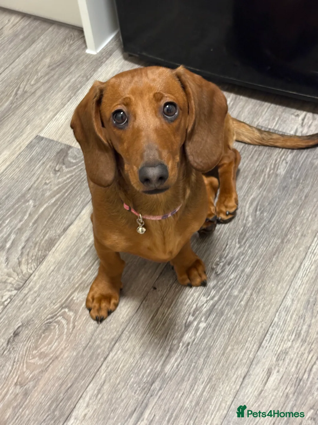 Dachshund dogs for sale: Short haired miniature dachshund puppy - Advert 1