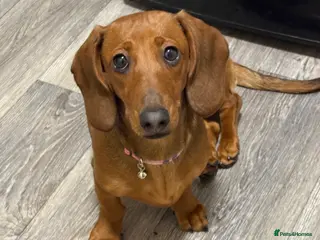 Dachshund dogs Short haired miniature dachshund puppy - Advert 10