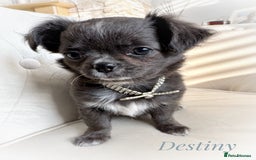 Chihuahua dogs for sale: KC long coat quality chihuahua Licensed breeder - Image 2