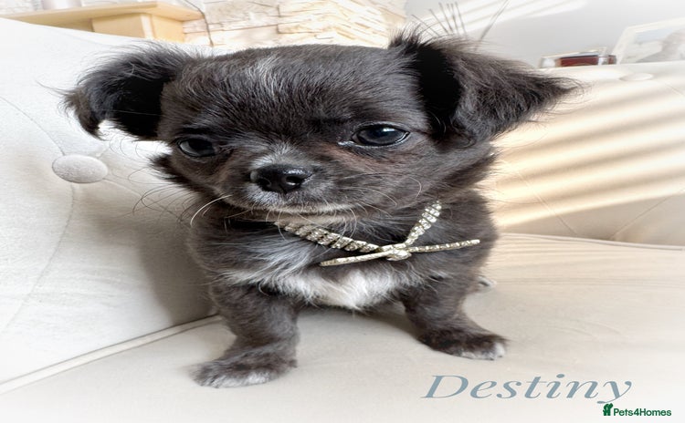 Chihuahua dogs - Advert 3