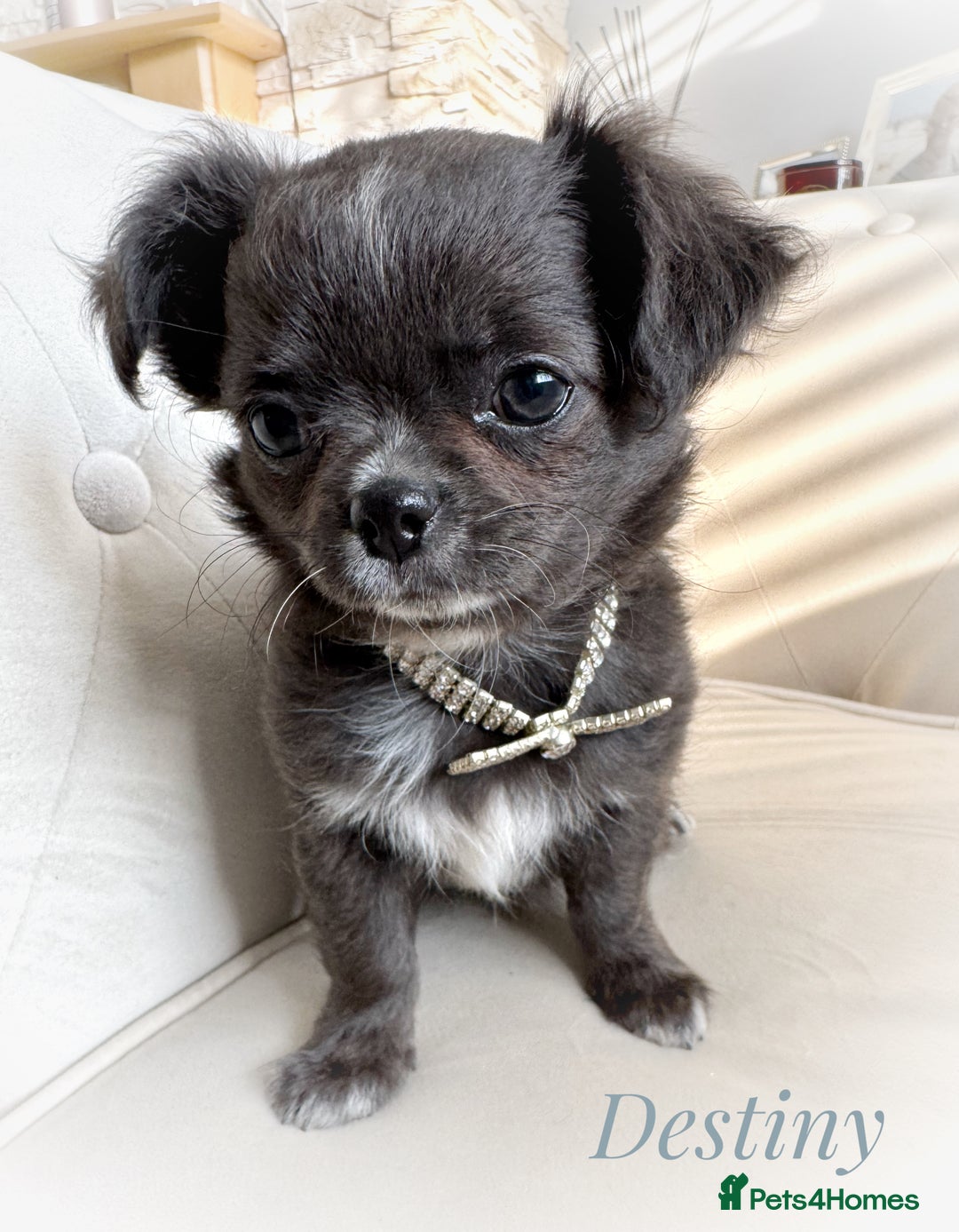 Chihuahua dogs for sale: KC long coat quality chihuahua Licensed breeder - Image 2