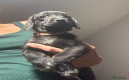 Mixed Breed dogs for sale: Jackapoo x cockapoo puppies - Image 10