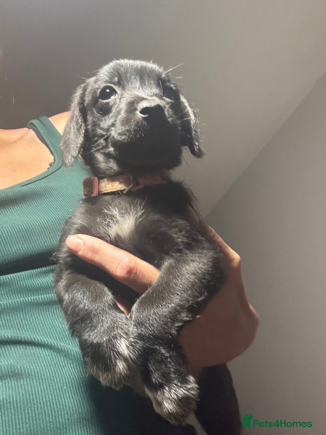 Mixed Breed dogs for sale: Jackapoo x cockapoo puppies - Image 10