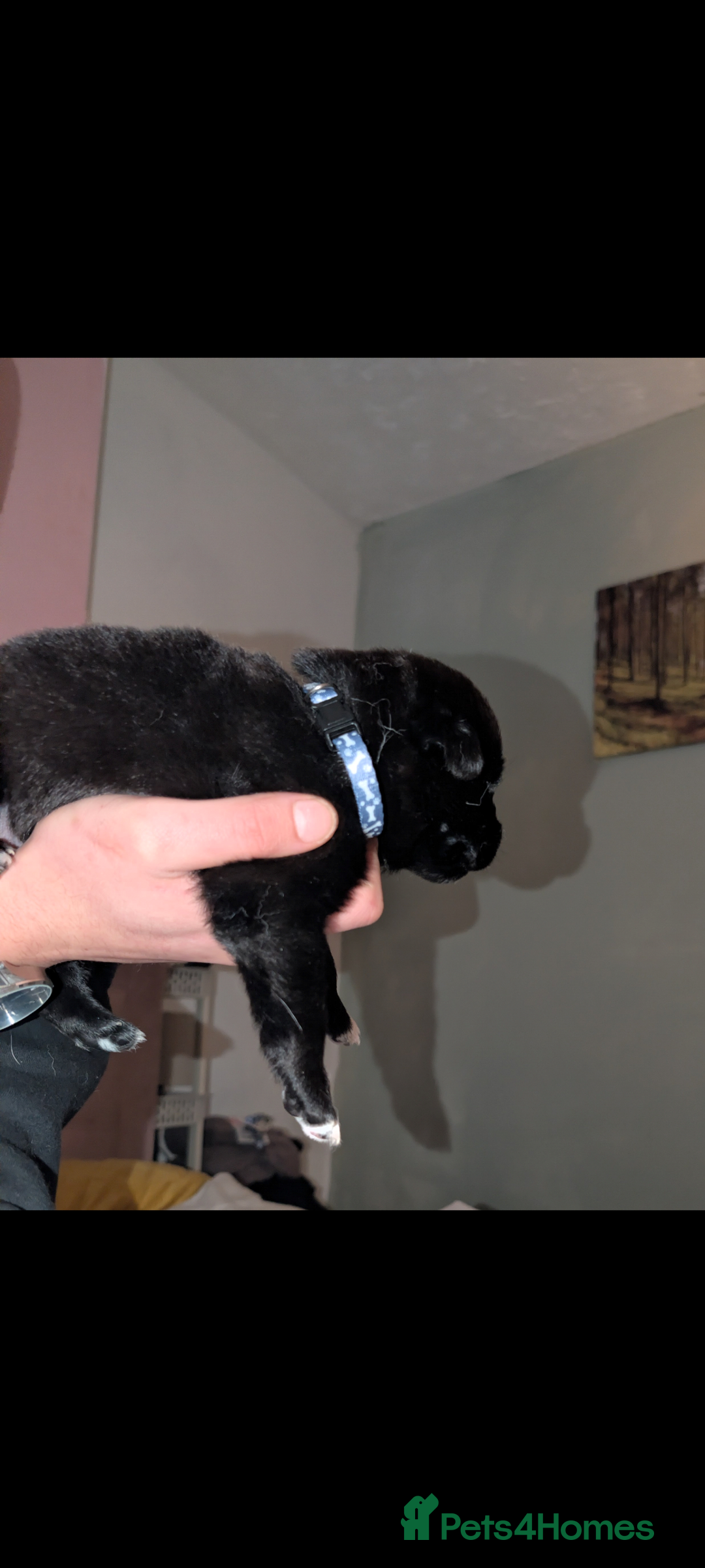 Mixed Breed dogs for sale: Gerhusky kelpie Labrador mix - Advert 13