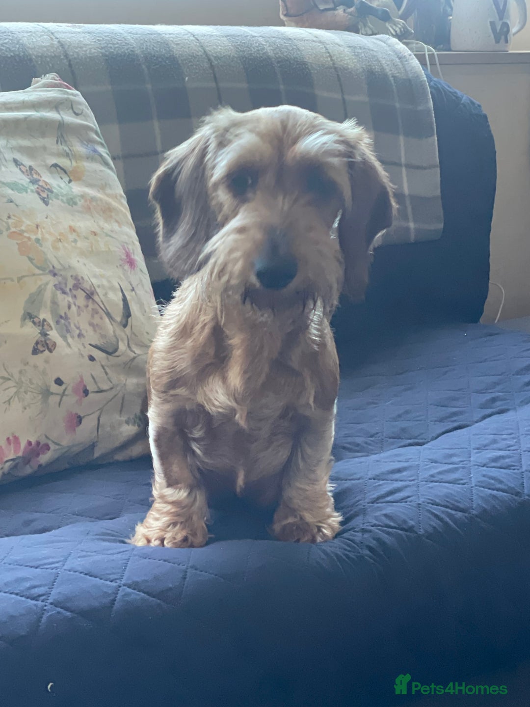 Dachshund dogs for sale: Excellence in every paw print Exceptional litter.  - Image 9