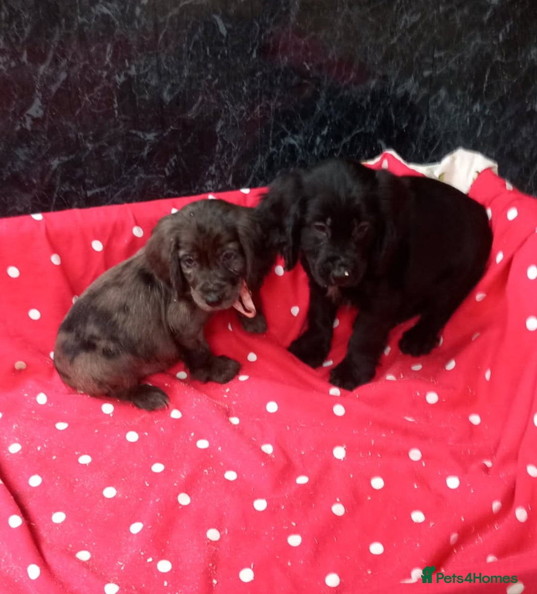 Cocker Spaniel dogs for sale: Beautiful cocker spaniel pups for sale - Image 4