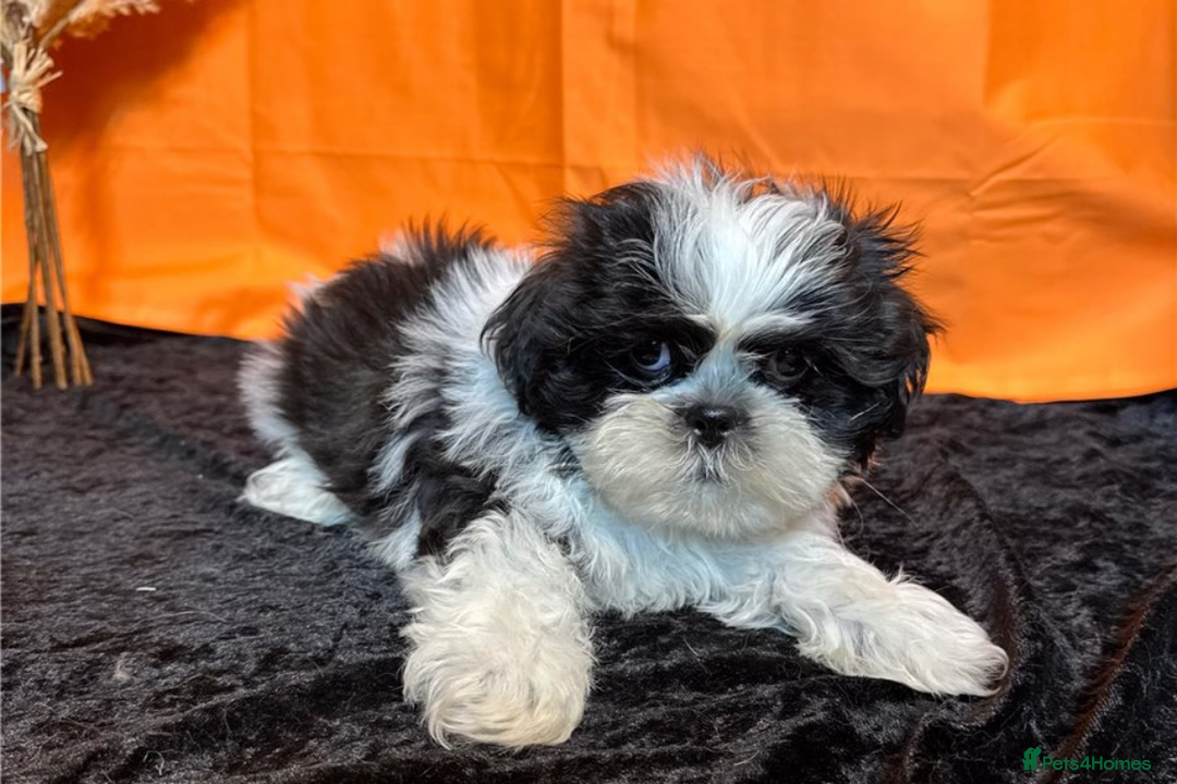 Shih Tzu dogs for sale: Adorable Shih Tzu Puppies – Ready for Loving Homes - Image 7