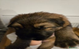 Sheprador dogs for sale: Beutiful male shepradors  - Advert 4