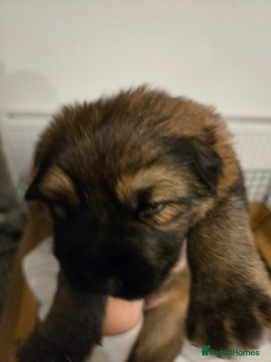 Sheprador dogs for sale: Beutiful male shepradors  - Advert 4