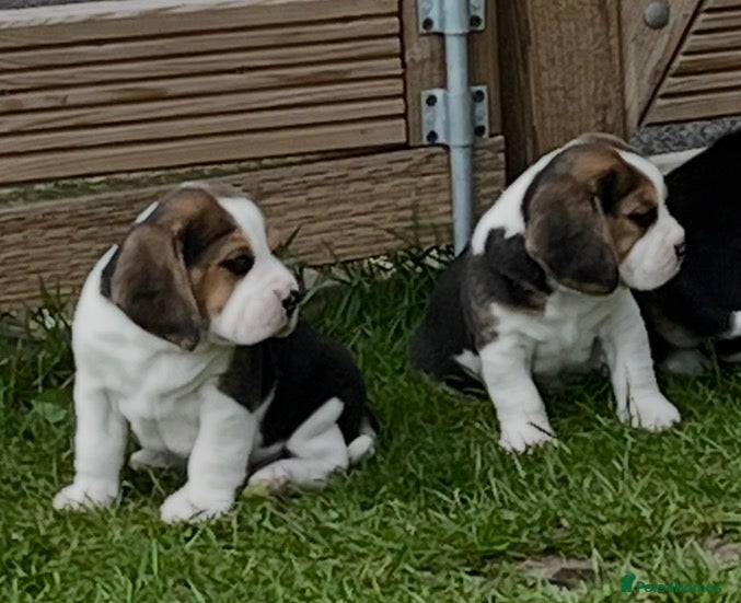Beagle dogs Absolutely Stunning Puppies (KC reg) - Advert 4