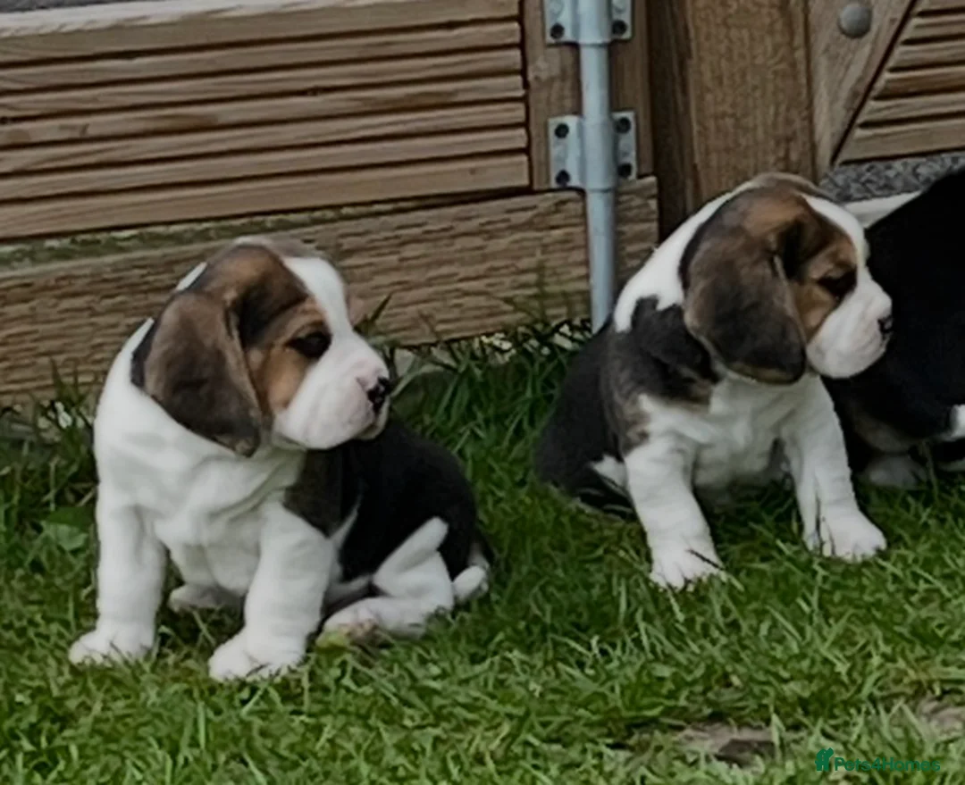 Beagle dogs for sale: Absolutely Stunning Puppies (KC reg) - Advert 2