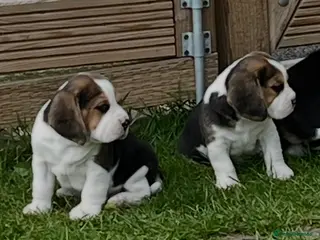 Beagle dogs Absolutely Stunning Puppies (KC reg) - Advert 4