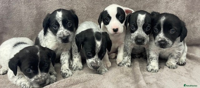 Mixed Breed dogs Cocker Jack puppies Ready this Friday - Advert 2