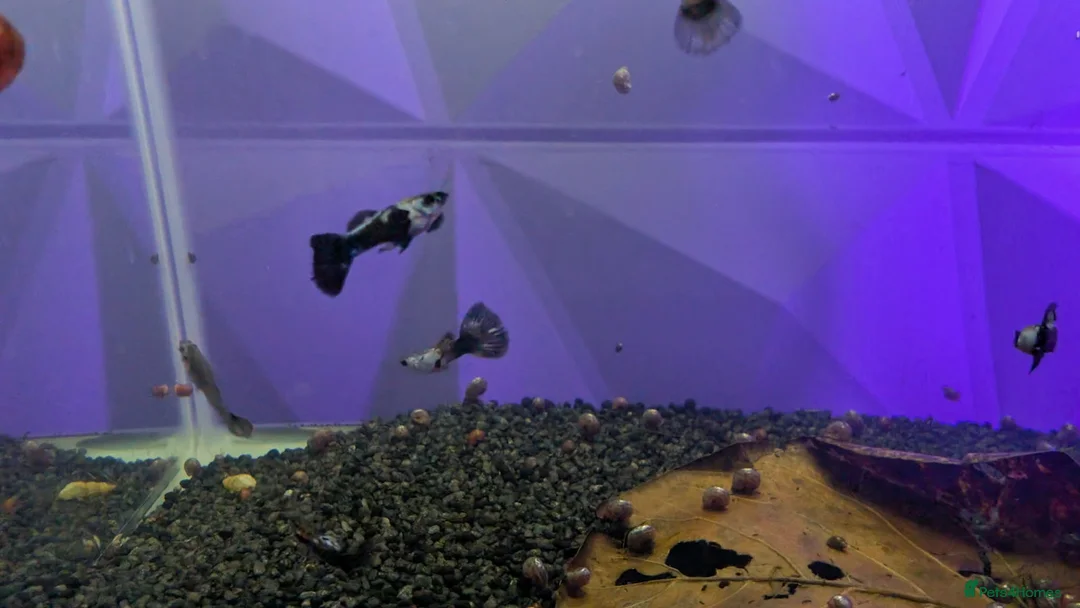Other/Mixed Breed fish for sale: Metal Snakeskin Blue Tail Guppy Pair - Advert 3