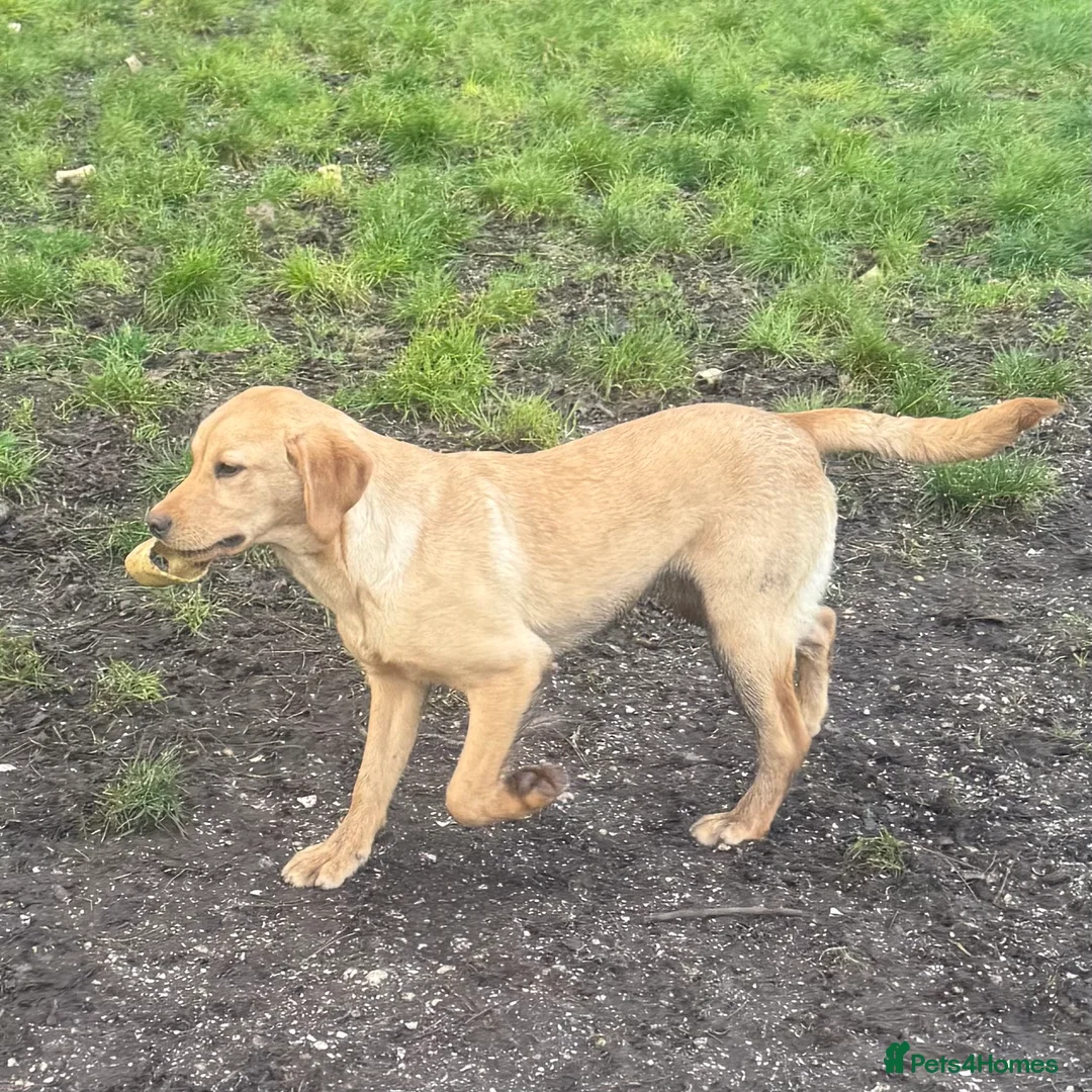 Labrador Retriever dogs for sale: 🧡 Older Yellow & Red RKC Labrador Boys 💛 - Advert 35