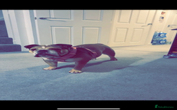 English Bulldog dogs for sale: English Bulldog KC registered Female for rehome - Image 2